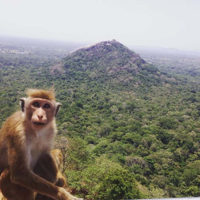 monkey with jungle background in sri lanka