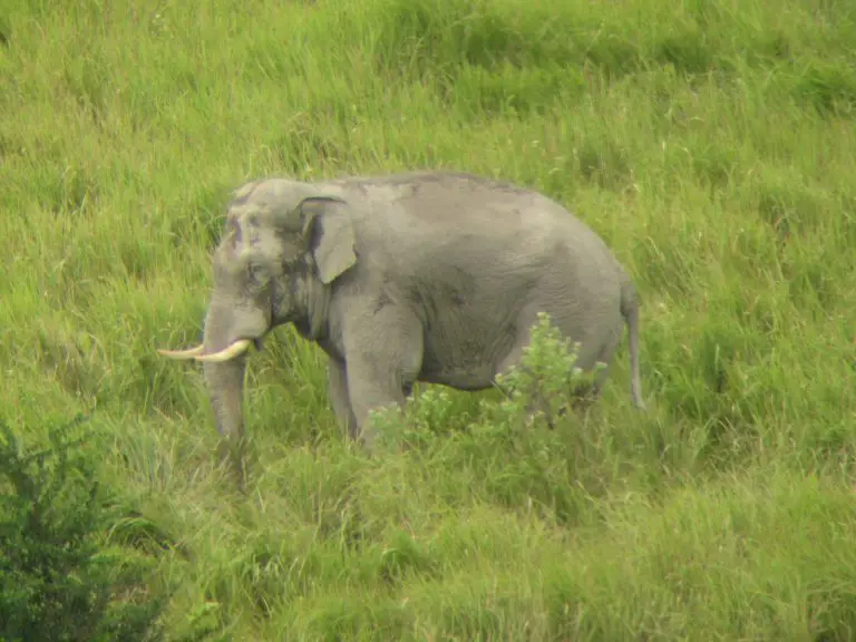 wild animals thailand