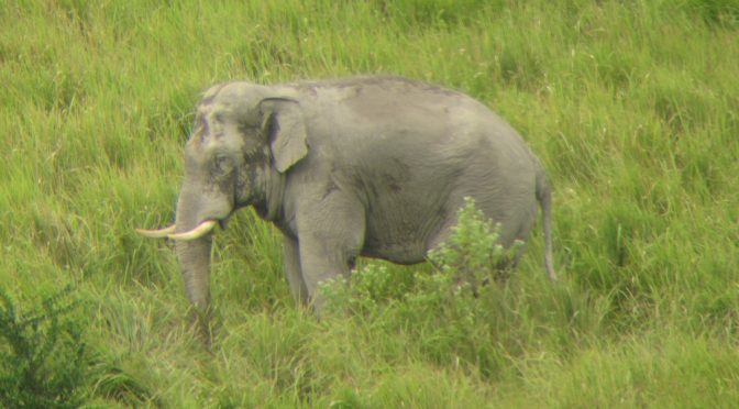 wild elephants thailand