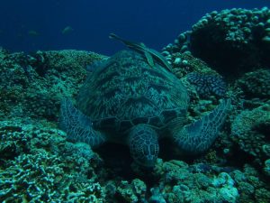 diving with turtles in Thailand