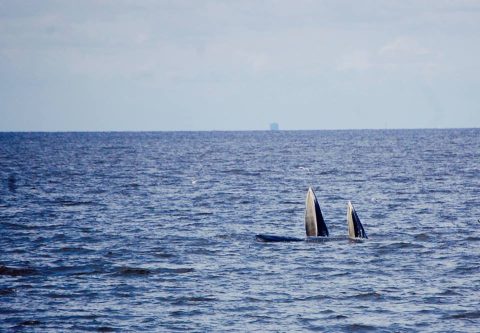 photo for Thailand travel blog of whale watching near Bangkok