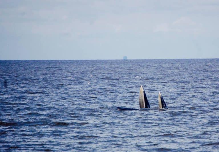 photo for Thailand travel blog of whale watching near Bangkok