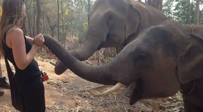 elephants Thailand