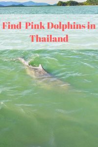 pink dolphins Thailand