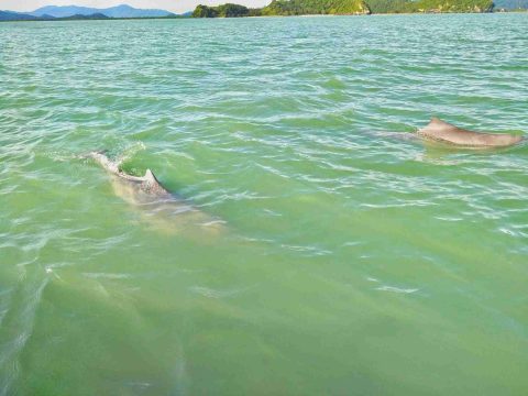 pink dolphins thailand