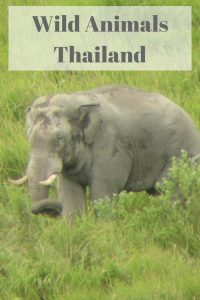 wild animals thailand