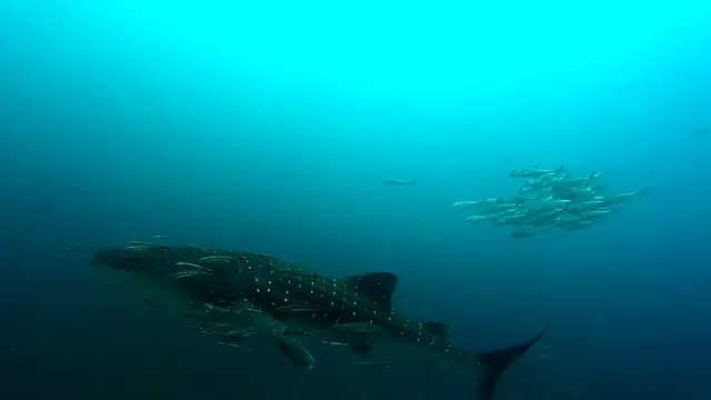 whale shark thailand