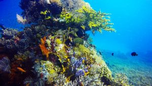 scuba diving coral reefs