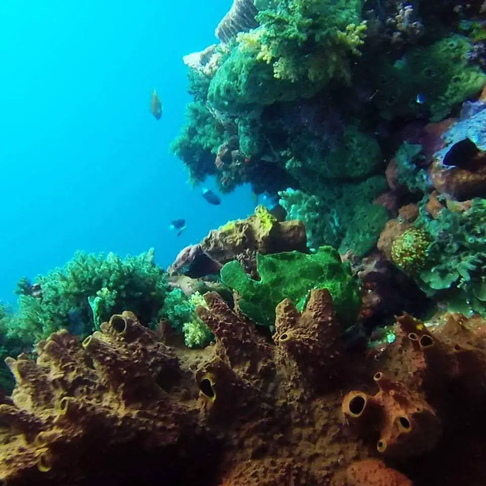 scuba diving with frogfish komodo national park