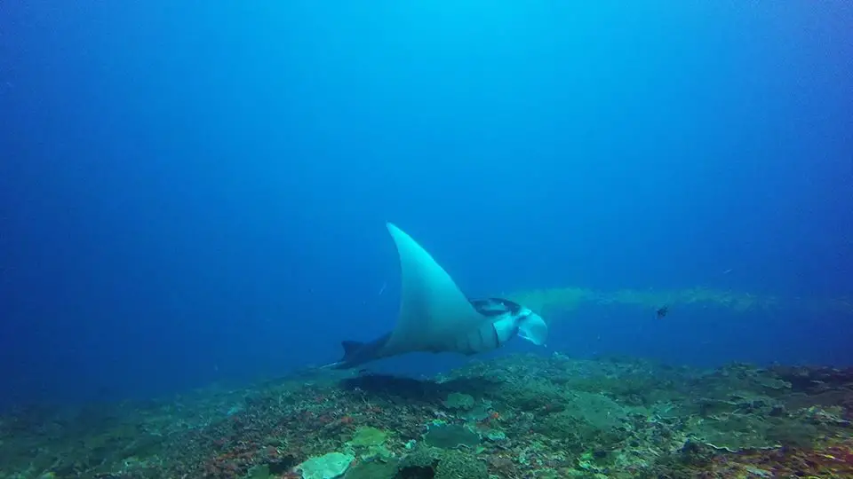 manta ray in nusa lembongan indonesia scuba diving