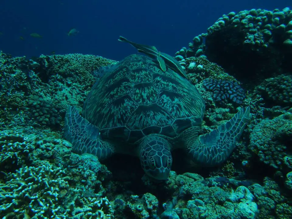 scuba diving with green turtle in the gili islands Indonesia