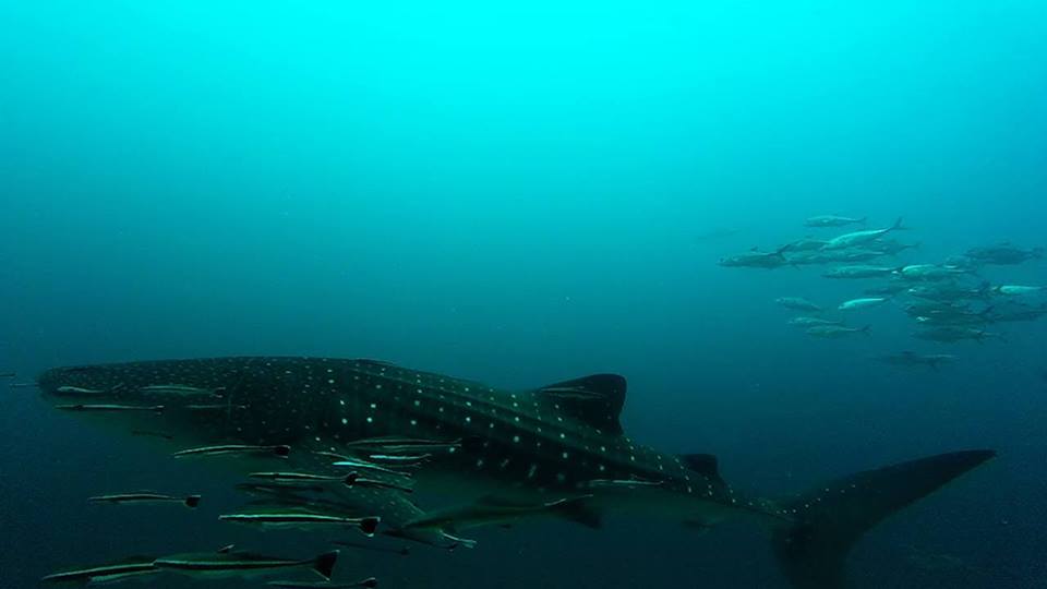 Whale shark at richelieu rock in Thailand