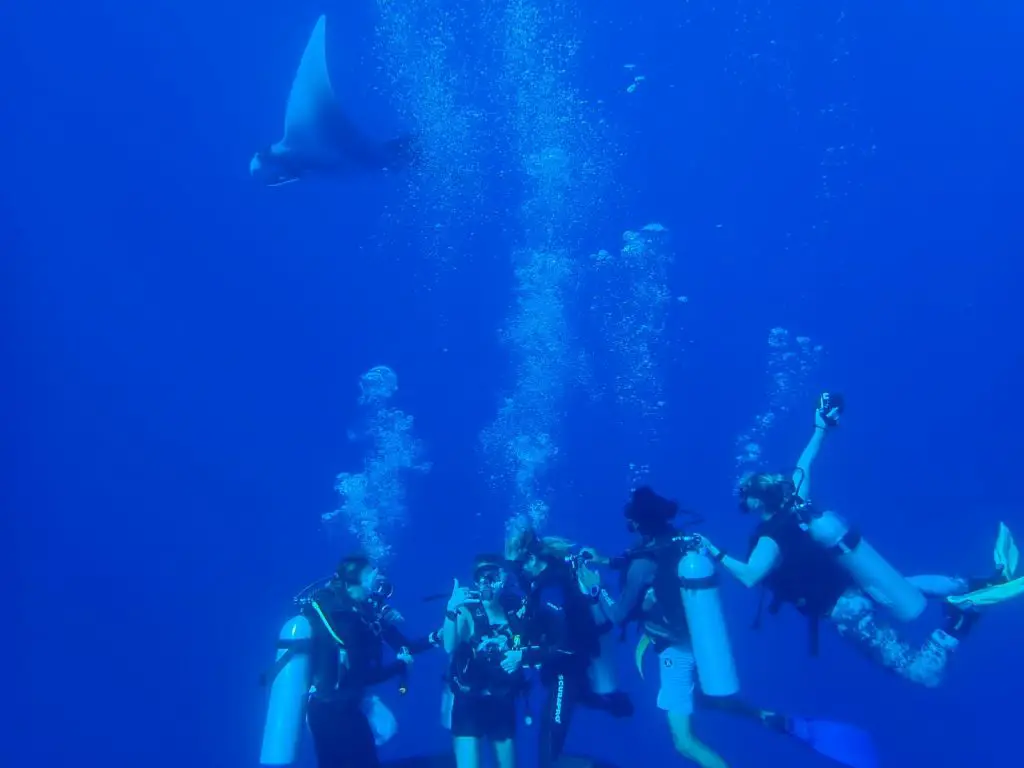 cheap diving Maldives - photo of oceanic manta photobombing me and friends while scuba diving