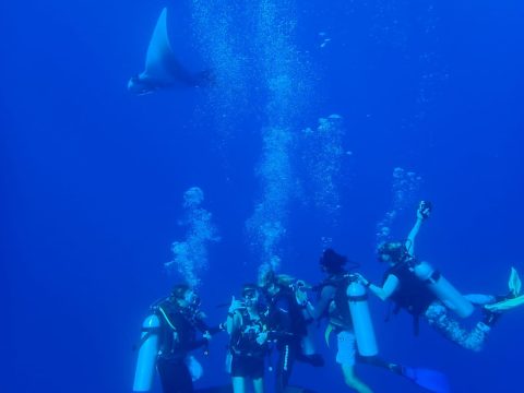cheap diving Maldives - photo of oceanic manta photobombing me and friends while scuba diving