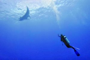 Cheap diving in the Maldives with oceanic manta rays