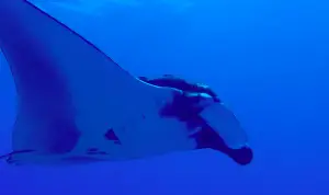 oceanic manta scsuba diving