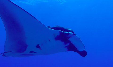 oceanic manta scsuba diving