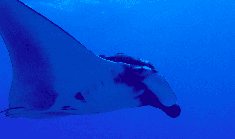 oceanic manta scsuba diving