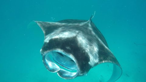 close up photo of a manta ray with its mouth turned towards me while snorkelling in Hanifaru Bay Maldives