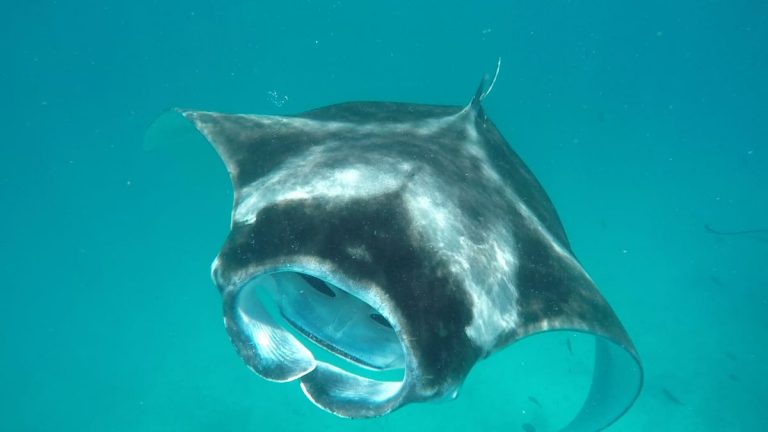close up photo of a manta ray with its mouth turned towards me while snorkelling in Hanifaru Bay Maldives