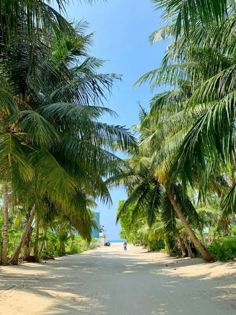 Thoddoo beach views with palms