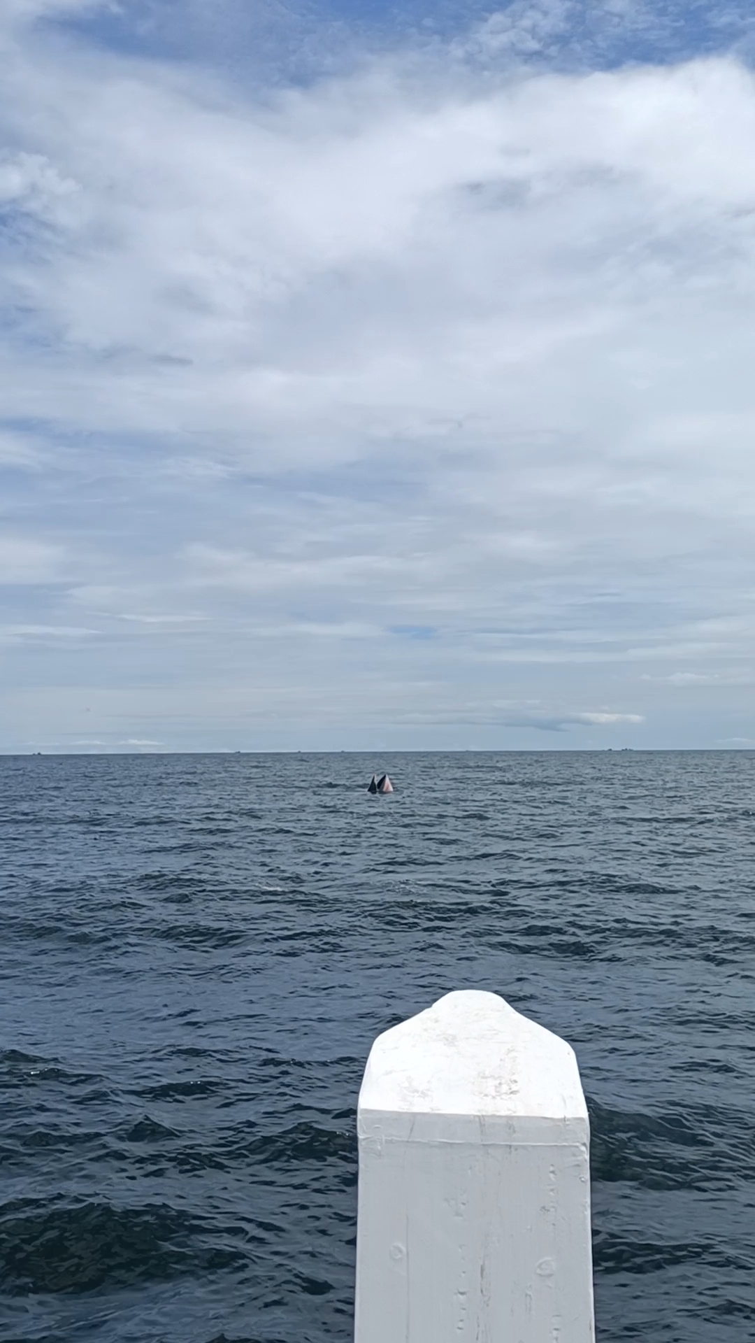 Bryde whale feeding seen from a boat
