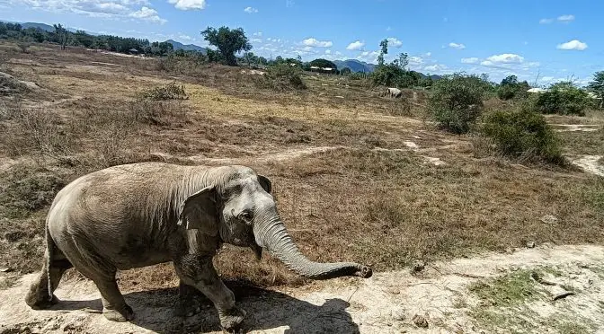 Ethical Elephants Thailand