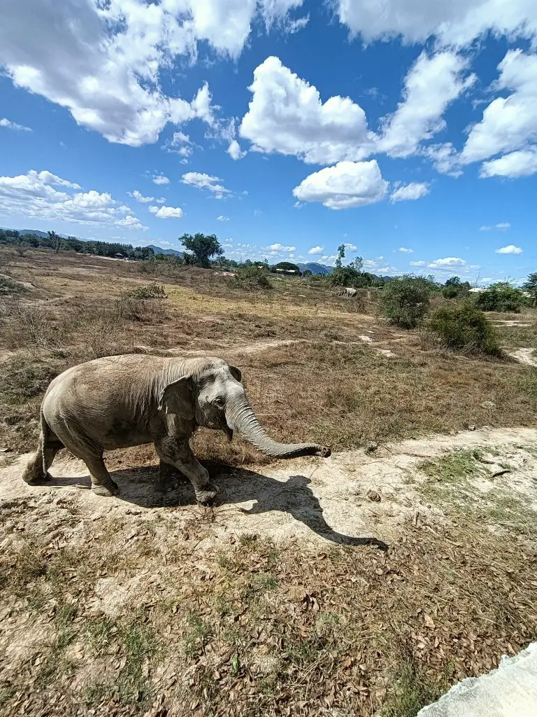 elephant in a rescue sanctuary