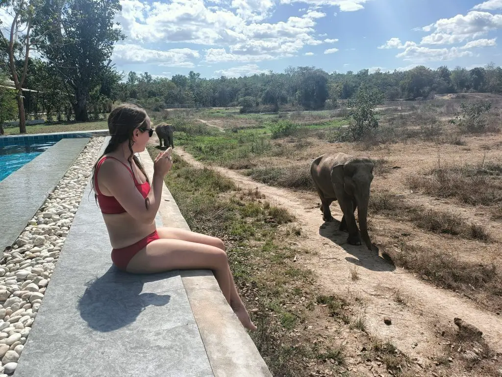 swim and watch the rescue elephants in Thailand