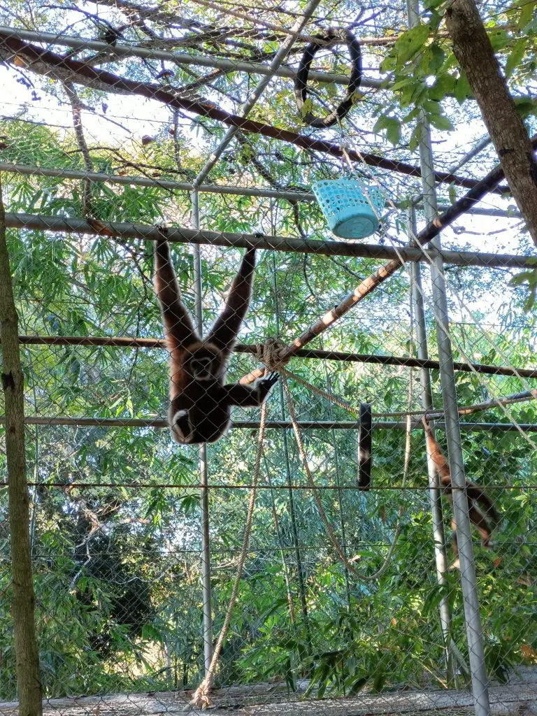 other rescue animals like gibbons at the rescue sanctuary