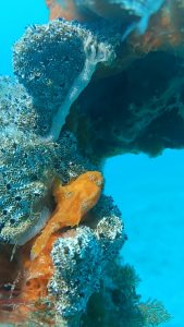 an orange frogfish lies in a healthy coral reef in Thailand best dive site in Koh Lipe island