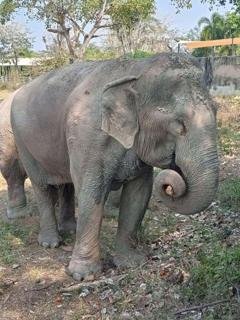 a rescue elephant with a curled trunk eating at my favourite elephant sanctuary