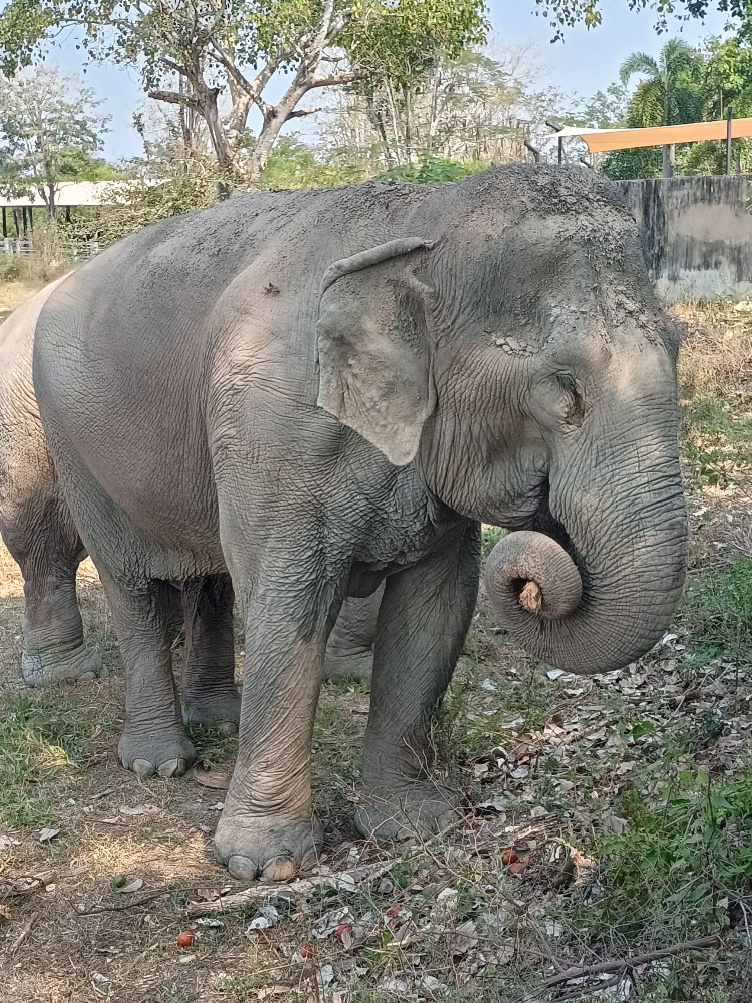 thailand elephant sanctuary near Bangkok