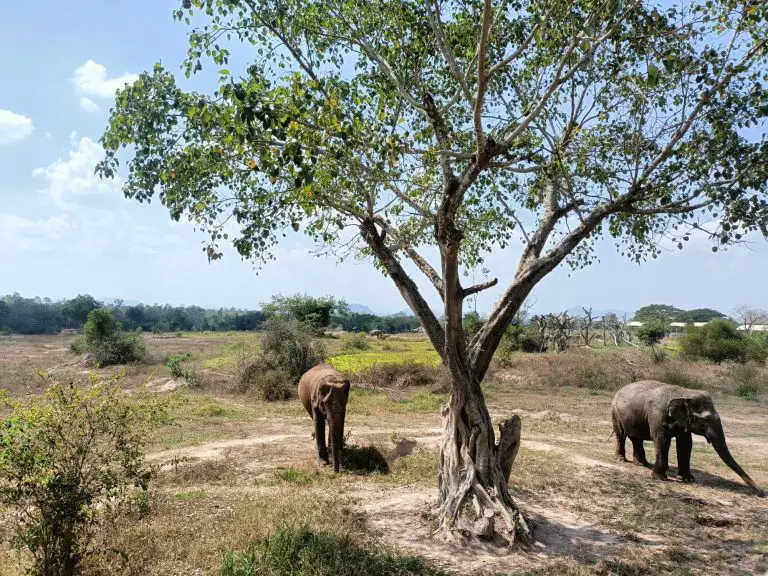 two elephants to show amazing wildlife in Thailand next to a tree.