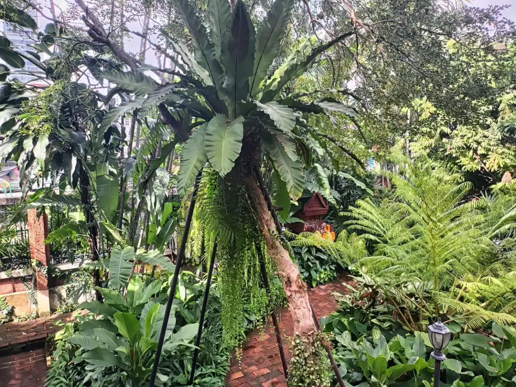 garden at Jim Thompson house