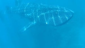 Ethical Whale Shark Philippines