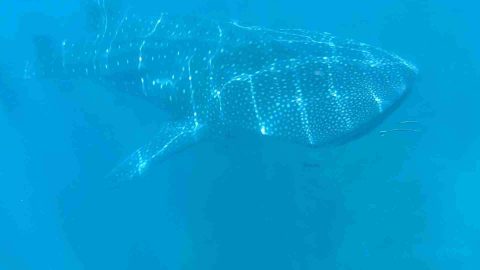 blue image of a whale shark with sunlight catching its spots