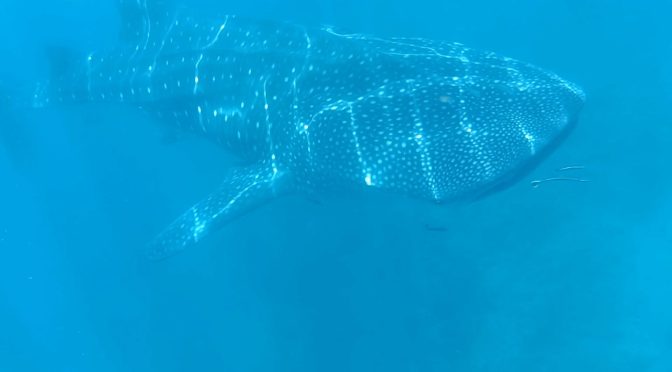 Ethical Whale Shark Philippines