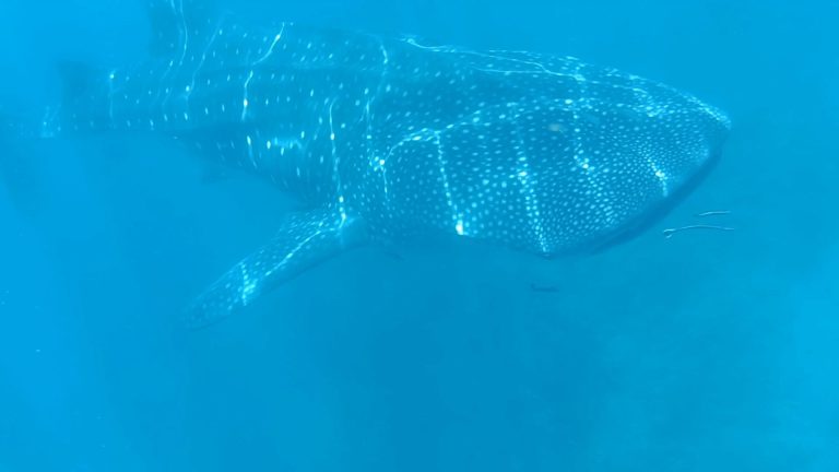 blue image of a whale shark with sunlight catching its spots
