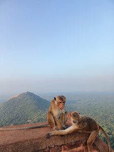 Featured image for this Sri Lanka guide for first time visitors. It is a photo of two macaques on the Sigiriya Lions Rock overlooking the smaller nearby rock in central Sri Lanka