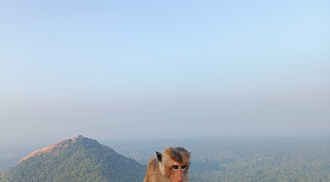 Featured image for this Sri Lanka guide for first time visitors. It is a photo of two macaques on the Sigiriya Lions Rock overlooking the smaller nearby rock in central Sri Lanka