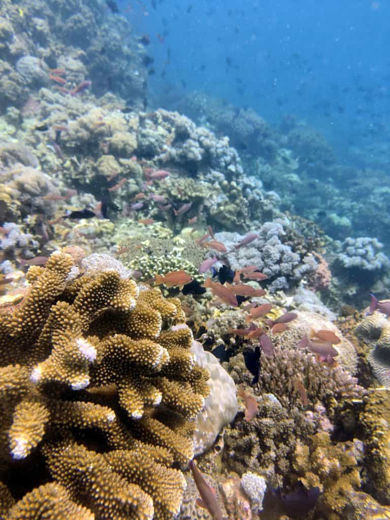 stunning healthy coral reefs that are colourful and full of fish in Puerto Galera