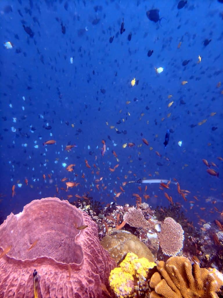 hundreds of tropical fish in a deep blue background with bright pink colourful coral in the foreground