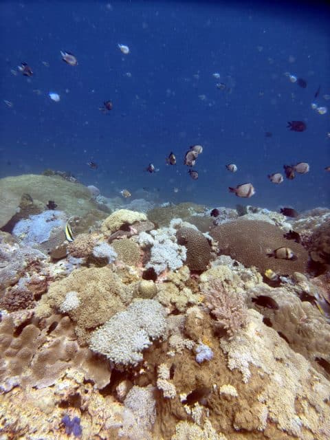 Healthy colourful coral reef in Puerto Galera