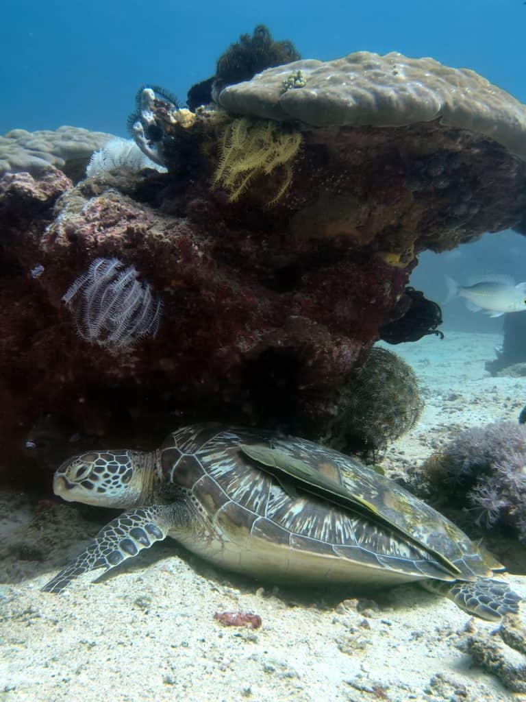green turtle sleeping under a coral outcrop in Puerto Galera